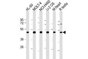 All lanes : Anti-LRRC34 Antibody (Center) at 1:2000 dilution Lane 1: HL-60 whole cell lysate Lane 2: MOLT-4 whole cell lysate Lane 3: NCI- whole cell lysate Lane 4: U-2 OS whole cell lysate Lane 5: mouse heart lysate Lane 6: rat testis lysate Lysates/proteins at 20 μg per lane. (LRRC34 抗体  (AA 154-182))