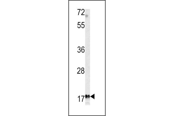 MFAP5 抗体  (C-Term)