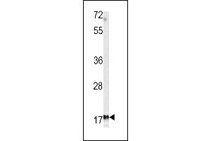 Western blot analysis of MF antibody (C-term) (ABIN391487 and ABIN2841455) in K562 cell line lysates (35 μg/lane). (MFAP5 抗体  (C-Term))