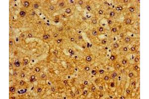 Immunohistochemistry of paraffin-embedded human liver tissue using ABIN7163461 at dilution of 1:100 (Pirin 抗体  (AA 1-290))