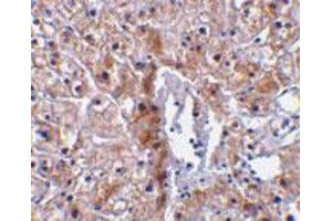 Immunohistochemical staining of human liver tissue using Casp12 small polyclonal antibody  at 10 ug/mL . (Caspase 12 抗体)