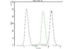anti-Activating Transcription Factor 1 (AFT1) (AA 1-271) antibody
