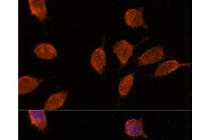 Immunofluorescence analysis of L929 cells using IPO8 Polyclonal Antibody at dilution of 1:100. (Importin 8 抗体)
