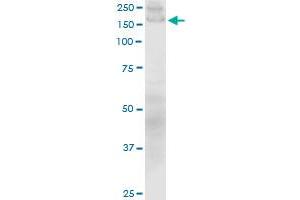 Western Blotting (WB) image for anti-Collagen, Type I, alpha 1 (COL1A1) (AA 1021-1108) antibody (ABIN514511)