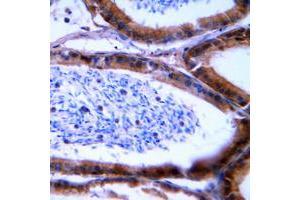 Immunohistochemical analysis of Granzyme B/H staining in human tonsil formalin fixed paraffin embedded tissue section. (Granzyme B/H (N-Term) 抗体)
