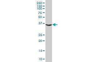PAX9 MaxPab polyclonal antibody. (PAX9 抗体  (AA 1-341))