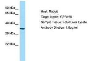Image no. 1 for anti-G Protein-Coupled Receptor 160 (GPR160) (AA 40-89) antibody (ABIN6750006) (GPR160 抗体  (AA 40-89))