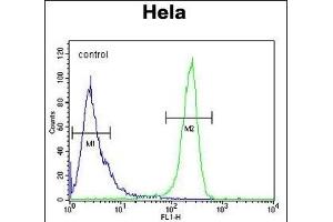 DTL Antibody (Center) (ABIN654926 and ABIN2844569) flow cytometric analysis of Hela cells (right histogram) compared to a negative control cell (left histogram). (CDT2/RAMP 抗体  (AA 229-256))