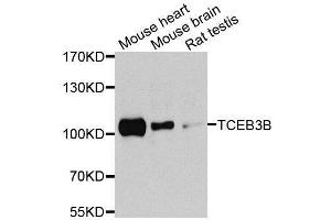 Western blot analysis of extracts of various cell lines, using TCEB3B antibody (ABIN5974931) at 1/1000 dilution. (TCEB3B 抗体)