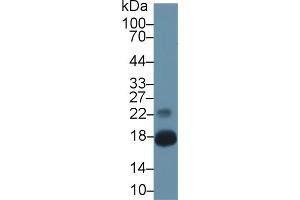 Western blot analysis of Mouse Pancreas lysate, using Mouse CHEM Antibody (1 µg/ml) and HRP-conjugated Goat Anti-Rabbit antibody ( (Chemerin 抗体  (AA 21-155))