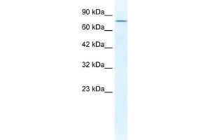 WB Suggested Anti-DDX23 Antibody Titration:  1. (DDX23 抗体  (C-Term))