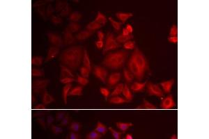 Immunofluorescence analysis of U2OS cells using XCL1 Polyclonal Antibody (XCL1 抗体)
