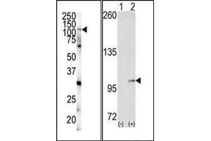 (LEFT)Western blot analysis of anti-EphA4 N-term Pab in HeLa cell lysate. (EPH Receptor A4 抗体  (N-Term))