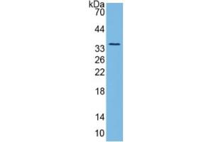 Western Blotting (WB) image for Pancreas Specific Transcription Factor, 1a (PTF1A) ELISA Kit (ABIN6574309)