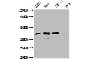 Western Blotting (WB) image for anti-Chitinase Domain Containing 1 (CHID1) (AA 20-393) antibody (ABIN7147553)