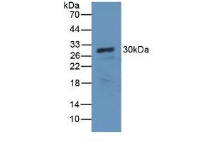 Western blot analysis of recombinant Dog CA2. (CA2 抗体)