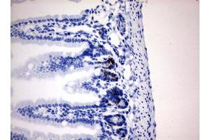 Immunohistochemistry (IHC) image for anti-Iododeoxyuridine (IdU) antibody (ABIN2669972) (IdU 抗体)