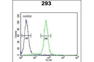 c-fos Antibody (C-term) (ABIN390510 and ABIN2840864) flow cytometric analysis of 293 cells (right histogram) compared to a negative control cell (left histogram). (c-FOS 抗体  (C-Term))