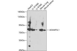 Western blot analysis of extracts of various cell lines, using  antibody (ABIN6129874, ABIN6136545, ABIN6136546 and ABIN6224099) at 1:400 dilution. (ADAMTSL1 抗体  (AA 1483-1762))