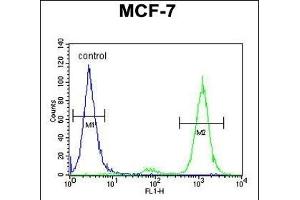 CNPY2 Antibody (C-term) (ABIN653911 and ABIN2843148) flow cytometric analysis of MCF-7 cells (right histogram) compared to a negative control cell (left histogram). (CNPY2/MSAP 抗体  (C-Term))
