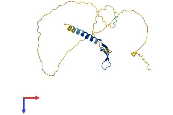 BCL7A Protein (AA 1-210) (His tag)