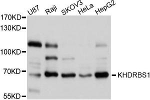 Western blot analysis of extracts of various cell lines, using KHDRBS1 antibody (ABIN5975824) at 1/1000 dilution. (KHDRBS1 抗体)