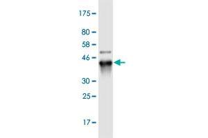 Western Blot detection against Immunogen (36. (RNF169 抗体  (AA 643-742))