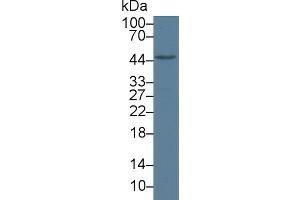 Detection of LXRb in Mouse Liver lysate using Polyclonal Antibody to Liver X Receptor Beta (LXRb) (NR1H2 抗体  (AA 1-446))