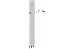 Western blot analysis of Stat5 on human endothelial cell lysate. (STAT5A 抗体  (AA 451-649))
