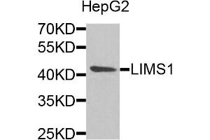 Western blot analysis of extracts of HepG2 cells, using LIMS1 antibody. (LIMS1 抗体)