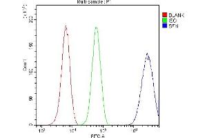 anti-Stratifin (SFN) (AA 1-248) antibody