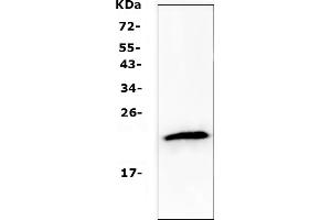 Western blot analysis of TMEM107 using anti-TMEM107 antibody (ABIN5518881). (TMEM107 抗体  (N-Term))