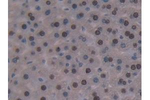 Detection of GKRP in Mouse Liver Tissue using Polyclonal Antibody to Glucokinase Regulatory Protein (GKRP) (GCKR 抗体  (AA 17-261))