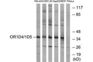 Western blot analysis of extracts from HeLa/HuvEc/Jurkat/HepG2/MCF-7 cells, using OR1D4/5 Antibody. (OR1D4/5 抗体  (AA 200-249))