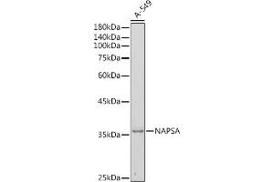 Western blot analysis of extracts of A-549 cells, using NAPSA antibody (ABIN6128367, ABIN6144368, ABIN6144369 and ABIN6221232) at 1:500 dilution. (NAPSA 抗体  (AA 25-250))