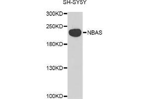 Western blot analysis of extracts of SH-SY5Y cell line, using NBAS antibody. (NBAS 抗体  (AA 1-70))