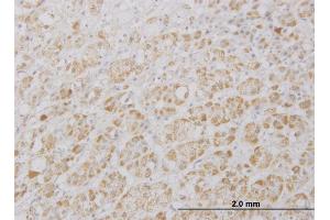 Immunoperoxidase of monoclonal antibody to DKFZp761P0423 on formalin-fixed paraffin-embedded human adrenal gland. (PRAGMIN 抗体  (AA 2-101))