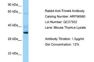 Western Blotting (WB) image for anti-Tripartite Motif Containing 44 (TRIM44) (C-Term) antibody (ABIN2787006) (TRIM44 抗体  (C-Term))