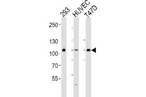 Western blot analysis of lysates from 293, HUVEC, T47D cell line (from left to right), using HUN-GAB1 (ABIN6243206 and ABIN6577498). (GAB1 抗体  (AA 250-285))