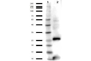 Western Blot results of Rabbit Anti-Streptavidin Antibody. (Streptavidin 抗体)