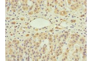 Immunohistochemistry of paraffin-embedded human adrenal gland tissue using ABIN7166273 at dilution of 1:100 (UXT 抗体  (AA 1-157))