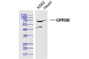 Human K562 cells and mouse heart lysates probed with Polyclonal Antibody, unconjugated  at 1:300 overnight at 4°C followed by a conjugated secondary antibody at 1:10000 for 90 minutes at 37°C. (GPR56 抗体  (AA 275-350))