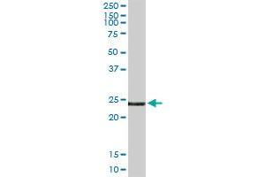 EDN3 MaxPab rabbit polyclonal antibody. (Endothelin 3 抗体  (AA 1-238))