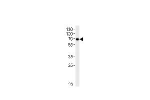 KLC1 Antibody (Center) (ABIN652577 and ABIN2842389) western blot analysis in Hela cell line lysates (35 μg/lane). (KLC1 抗体  (AA 389-415))