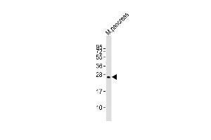 Plet1 Antikörper  (AA 82-115)