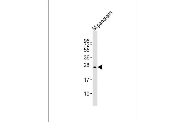 Plet1 antibody  (AA 82-115)
