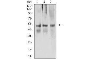Western blot analysis using ACTR3 mouse mAb against NIH/3T3 (1), A549 (2), and CHO3D10 (2) cell lysate. (ACTR3 抗体  (AA 287-418))