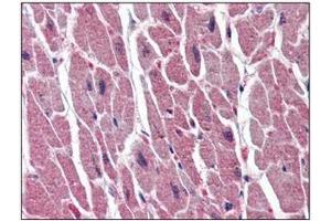 Immunohistochemistry (IHC) image for anti-Uracil-DNA Glycosylase (UNG) (AA 1-313), (N-Term) antibody (ABIN317576) (UNG 抗体  (N-Term))