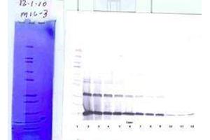 Image no. 1 for anti-Interleukin 3 (IL-3) antibody (ABIN465873) (IL-3 抗体)