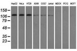 Image no. 9 for anti-Transforming, Acidic Coiled-Coil Containing Protein 3 (TACC3) antibody (ABIN1498096)